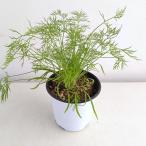 ハーブの苗クッキングハーブフェンネ...