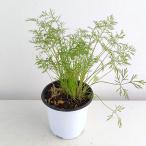 ハーブの苗クッキングハーブディル3...