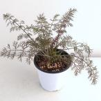 ハーブの苗クッキングハーブブロンズ...