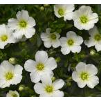 草花の苗 アレナリア ホワイトサマ�