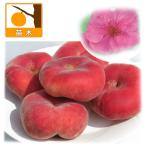 果樹の苗 モモ（桃） 八重咲蟠桃5号ポット