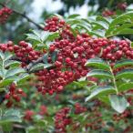 花木庭木の苗華北山椒実生苗3.5号ポット