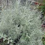 ハーブの苗カレープラント3号ポット...