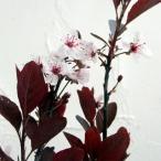 花木庭木の苗ベニバスモモシステナ6...