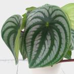 観葉植物ぺぺロミアサンデルシー4号鉢植え