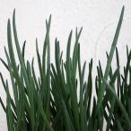  овощи. рассада 20 день ...( hearts ka разделение gi минут .). рассада 3 номер 3 pot комплект 