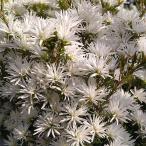 オージースノーブッシュ 4.5号鉢入り