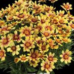 草花の苗コレオプシスソランナサンセ...