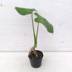 観葉植物/トーマスファームさんこだわりのモンステラ(実生3年苗・根上がり) 3号ポット