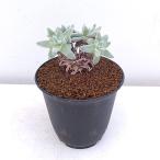観葉植物ダドレアグリーニー3号鉢植え