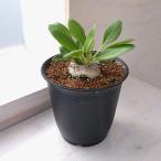 観葉植物パキポディウムブレビカウレ...