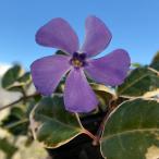 ビンカミノール：白斑入り葉青花3号...