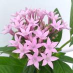 草花の苗 （わけあり特価）ペンタス グラフィティ ラ