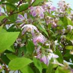 花木庭木の苗/ウツギ：ラズベリーサ...