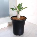 観葉植物/パキポディウム:伊藤ハイブリッド(実生株) 3号