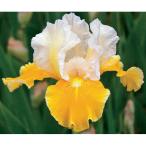 . цветок. рассада german Iris Pro to call 3.5 номер pot 