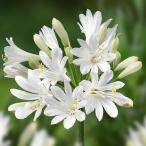 草花の苗/アガパンサス（四季咲き）：サマーラブホワイト3.5号ポット