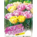 球根チューリップペアチューリップフ...