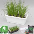  овощи. рассада /.. только синий лук порей 10 полосный упаковка . посадочная машина . земля . удобрение. комплект 