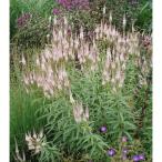 草花の苗ベロニカストラムチャレンジ...