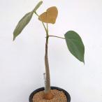 観葉植物/プセウドボンバックス:エリプチクム 3号鉢植え