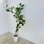 観葉植物 （わけあり特価）フィカス ベンガレンシス（朴） 8号鉢植え 送料無料