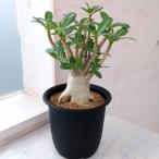 観葉植物/アデニウム:アラビカム 4号鉢