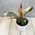 観葉植物/フィカス:ジン 2.5号鉢入り