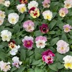 草花の苗26年10月中下旬予約パン...
