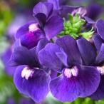 草花の苗ネメシアエッセンシャルブラ...