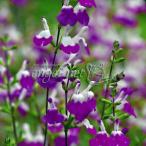 . цветок. рассада sa рубин a Ame ji полоса s3 номер pot 