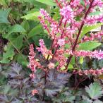 草花の苗 アスチルベ デルフトレース3.5号ポット