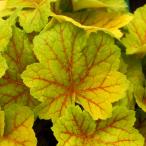 草花の苗ヒューケラエレクトラ3-3...