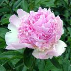 草花の苗/シャクヤク：ラズベリーサ...