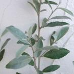 花木 庭木の苗 ロシアンオリーブ（ホソバグミ）6号ポット 6株セット