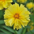 草花の苗/コレオプシス：リーディン...