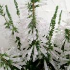 (.. есть специальная цена )e licca белый te свет 4.5 номер pot 