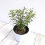  трава. рассада итальянский трава розмарин (..) speedy 3.5 номер pot 