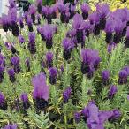  трава. рассада French лаванда labinoba лиловый 3 номер pot 