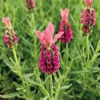  трава. рассада French лаванда labinoba hot розовый (. персик )3 номер pot 