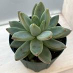 観葉植物パキフィツムヒアリウム2....