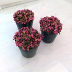 観葉植物/アナカンプセロス:桜吹雪(サクラフブキ)　1.5号ポット 2株セット