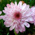 草花の苗 マーガレット 白モモコ3.5号ポット