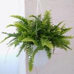 観葉植物/ネフロレピス:ボストンファーン(ボストンタマシダ)5号吊鉢植え