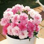 草花の苗カーネーションアイラブユー...