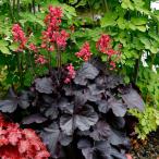 草花の苗ヒューケラブラックフォレス...