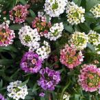 草花の苗アリッサムジュエリーミック...