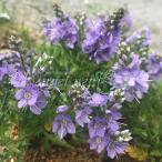 草花の苗ベロニカシュミドティアナ3...