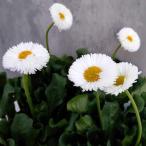 草花の苗 デージー アーリーポンポネットホワイト3-3.