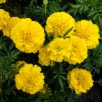 草花の苗マリーゴールドボナンザイエ...